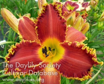 Daylily Totally Toothy